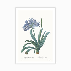 Agapanthus umbellatus - Home Artisan