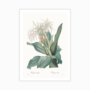Crinum asiaticum - Home Artisan