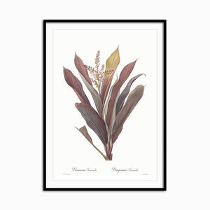 Dracaena terminalis - Home Artisan