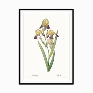Iris squalens - Home Artisan