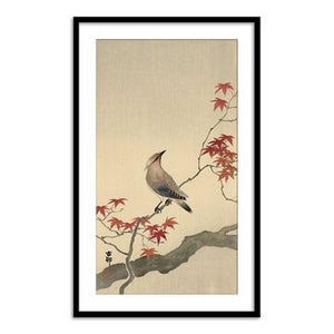 Japanese Waxwing on Maple, 1900-1936