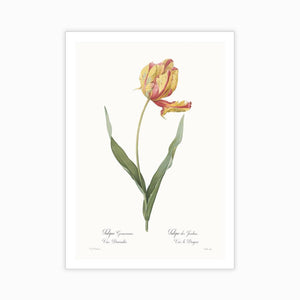 Tulipa gesneriana - Home Artisan