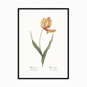 Tulipa gesneriana - Home Artisan