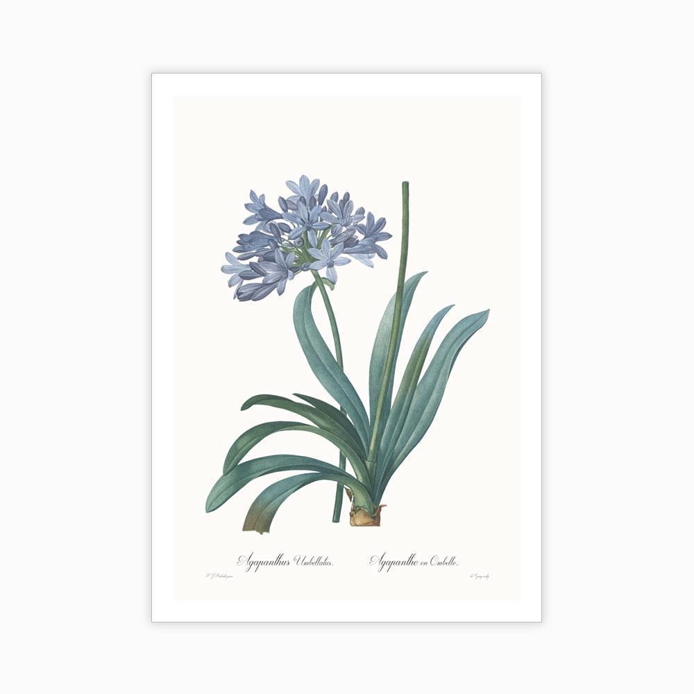 Agapanthus umbellatus - Home Artisan