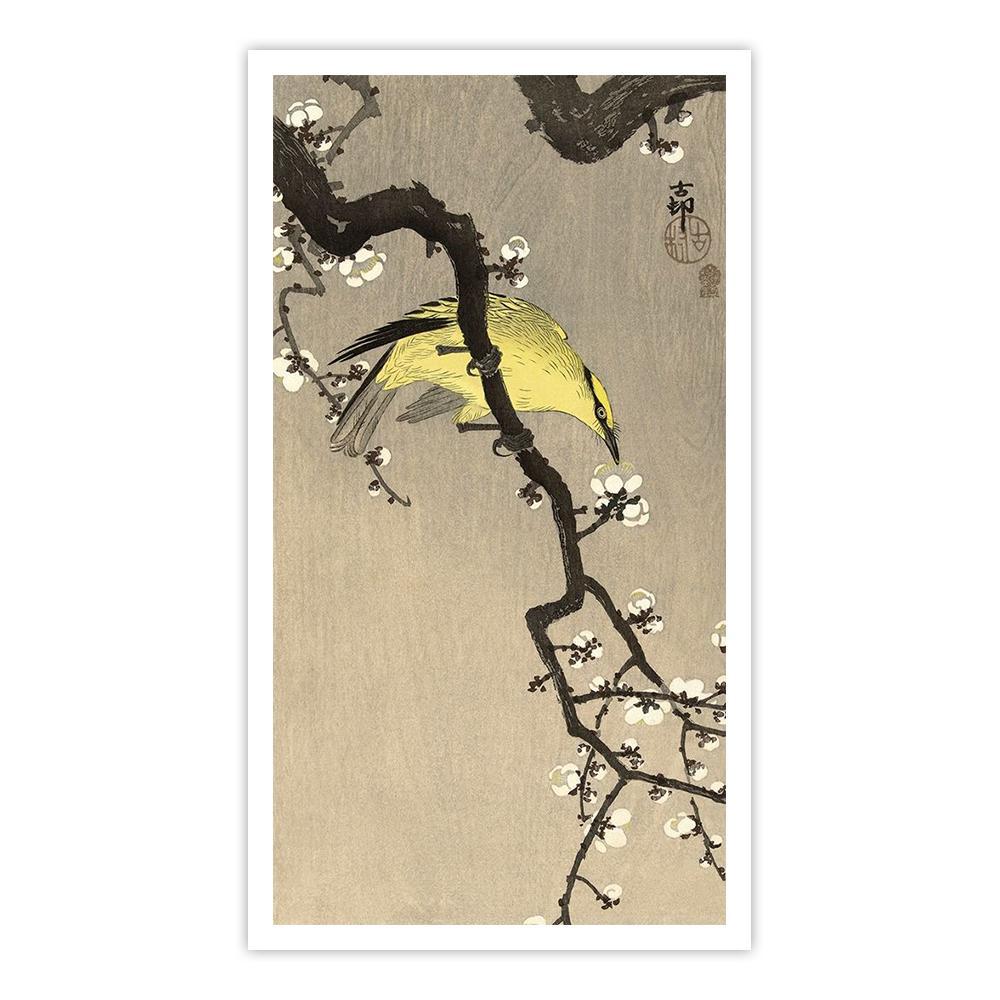 Chinese Wielewaal on Plum Blossom Branch, 1900-1910
