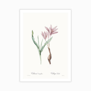 Colchicum variegatum - Home Artisan