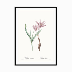 Colchicum variegatum - Home Artisan