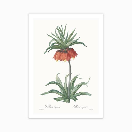 Fritillaria imperialis - Home Artisan