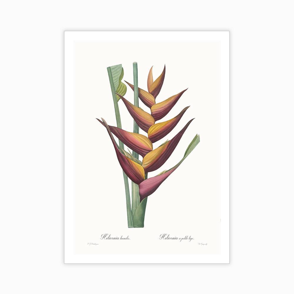 Heliconia humilis - Home Artisan