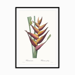 Heliconia humilis - Home Artisan