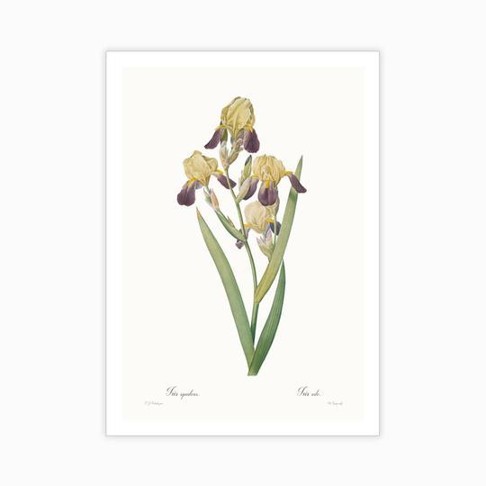 Iris squalens - Home Artisan
