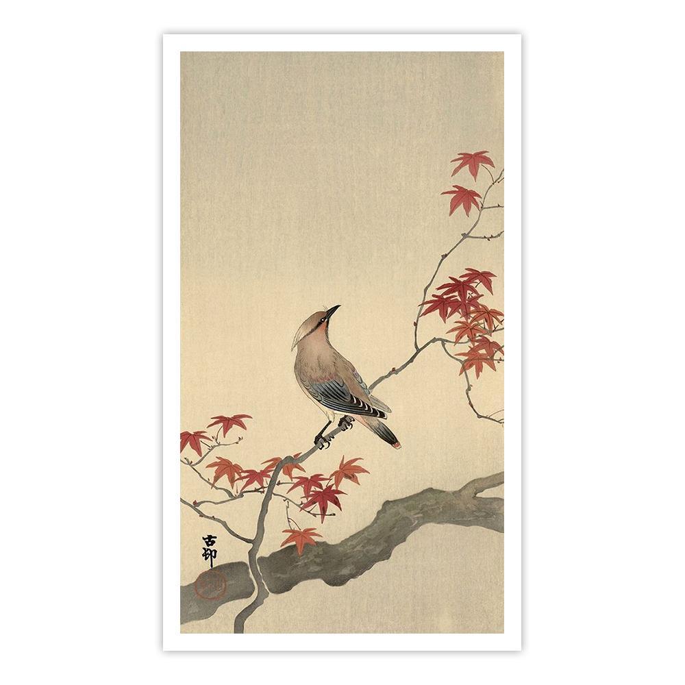Japanese Waxwing on Maple, 1900-1936