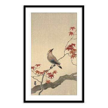 Japanese Waxwing on Maple, 1900-1936