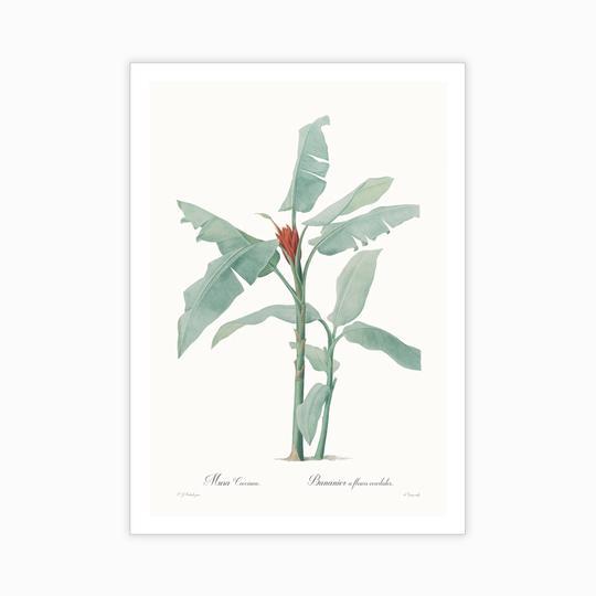 Musa coccinea - Home Artisan