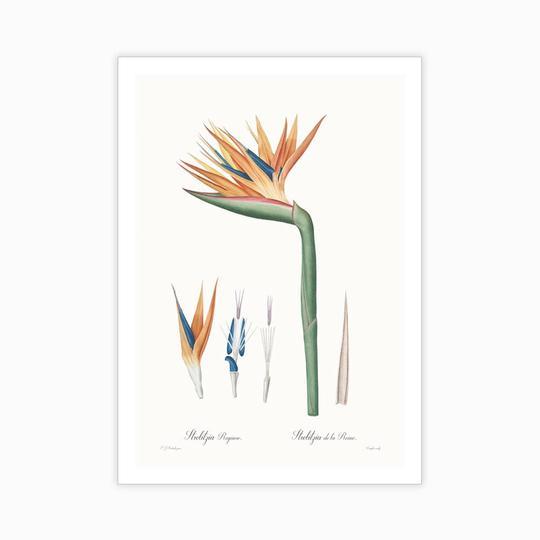 Strelitzia reginoe - Home Artisan